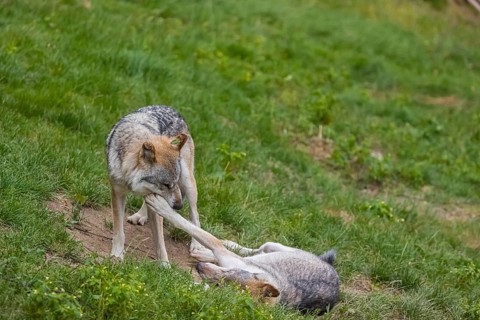 Two adult male eurasian gray wolves (Canis lupus lupus), playing