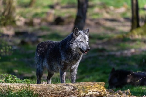 One Timberwolf, Canis lupus lycaon, standing in an opening of a forest on green grass in bright