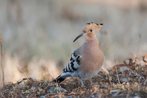 Eurasian Hoopoe (Upupa epops), Turkey