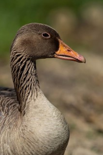 Greylag Goose (Anser anser), Baden-Wuerttemberg, Germany