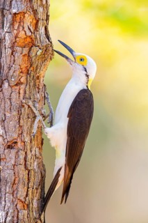 White woodpecker (Melanerpes candidus) Pantanal Brazil