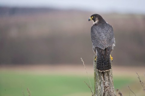 Peregrine Falcon (Falco peregrinus) female, Saxony, Germany
