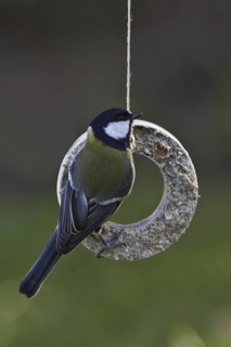 Great Tit (Parus major), Schleswig-Holstein, Germany