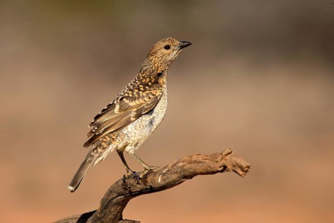 Spotted Bowerbird (Chlamydera maculata) perched on a branch, Queensland, Australia