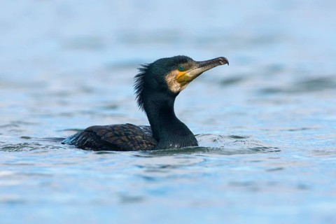 Great Cormorant (Phalacrocorax carbo), Victoria, Australia