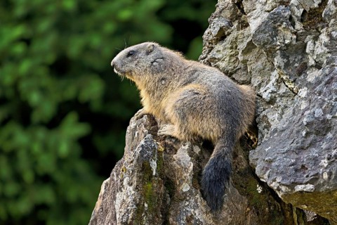 Alpine marmot (Marmota marmota), sitting on rocks, Switzerland