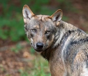 Wolf (Canis lupus), portrait, Germany