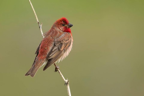 Common Rosefinch (Carpodacus erythrinus) male, Armenia