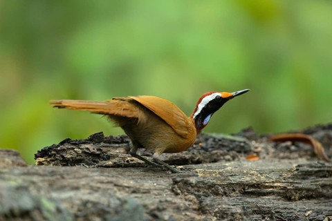 Rail-babbler (Eupetes macrocerus), Pahang, Malaysia