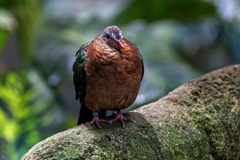 Green-winged doves (Chalcophaps), sitting on a branch, captive, Germany