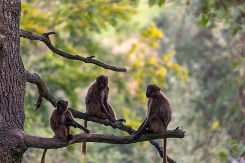 Three Gelada (Theropithecus gelada), or bleeding-heart monkey sitting on a branch high up in a tree
