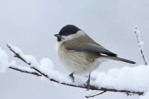 Marsh Tit (Poecile palustris), Utrecht, Netherlands