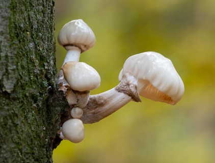 Ringed slime beetle (Oudemansiella mucida), fruiting body on the trunk of a copper beech (Fagus
