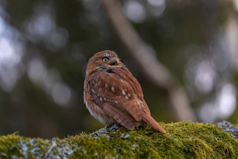 One East Brazilian pygmy owl (Glaucidium minutissimum), also known as least pygmy-owl or Sick's