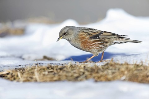 Alpine accentor, (Prunella collaris), animals, birds, family of the alpine accentors, Gemmi Pass,
