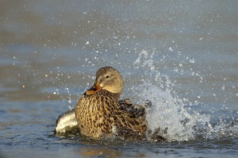 Stockente (Anas platyrchynchos) Weibchen badet