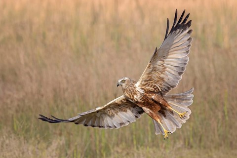 Western marsh-harrier (Circus aeruginosus) medium-sized bird of prey, male, hunting in reeds,