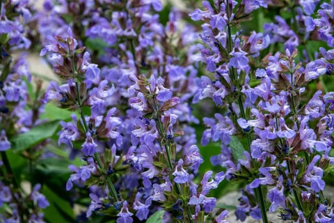 Sage (Salvia), flowering, Baden-Württemberg, Germany