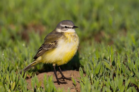 Sykes Wagtail - Schafstelze - Motacilla flava ssp. beema, Kazakhstan, adult female
