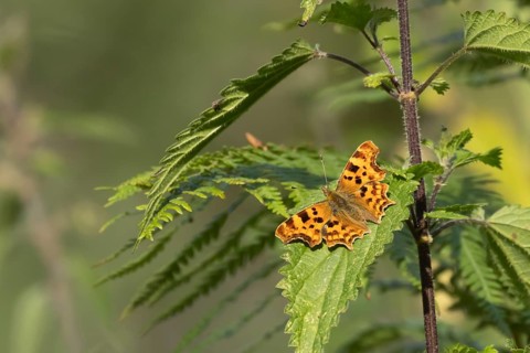 Comma butterfly (Polygonia c-album) adult insect resting on a Nettle plant leaf in the summer,