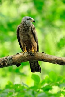 Black Kite (Milvus migrans), adult, alert, perch, Šumava, Czech Republic