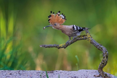 Hoopoe (Upupa epops) with raven in beak, foraging, Bird of the Year 2022, sunrise, flower meadow,