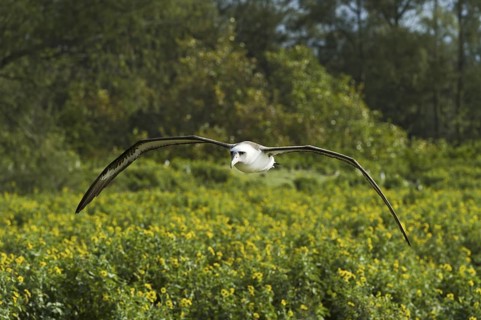 Laysan Albatross (Phoebastria immutabilis), Hawaii, USA