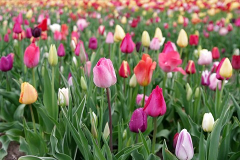 Tulips (Tulipa), tulip bed, colourful, closed flowers, spring, planting, A colourful sea of flowers