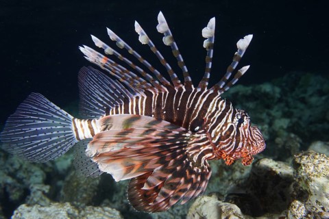 Common lionfish (Pterois volitans)