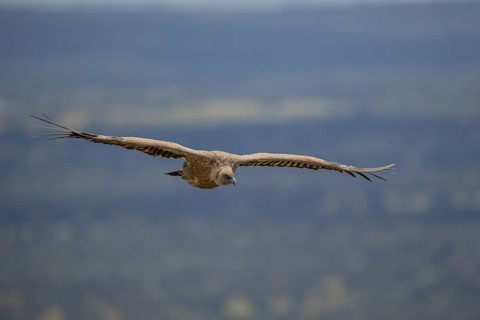 Griffon vulture (Gyps fulvus), in flight, Monfragüe National Park, Extremadura, Spain