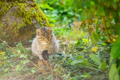 European wildcat (Felis silvestris silvestris) on a meadow, Hesse, Germany