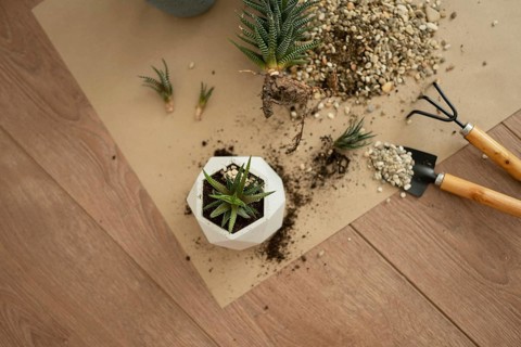 Top view of Haworthia plant in a geometric pot, surrounded by soil, pebbles, and garden tools on a