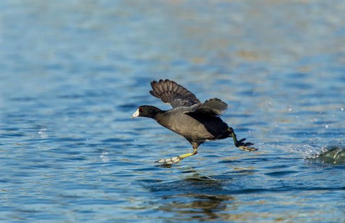 American Coot Fulica americana Tucson, Arizona, United States 13 February Adult running to take