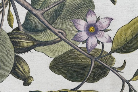 Flower, aubergine (Solanum melongena) or egg plant, hand-coloured copperplate engraving by Basilius