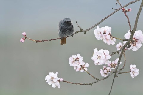 Black Redstart (Phoenicurus ochruros) male, Rhineland-Palatinate, Germany