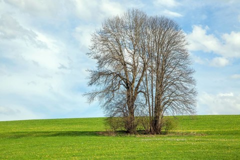 Two trees in a flowering meadow, Oberallgäu, Allgäu, Bavaria, Germany