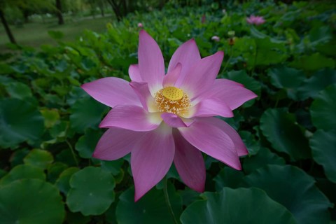 Lotus in a garden