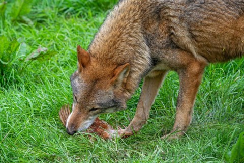 Eurasian wolf (Canis lupus lupus) close-up of grey wolf eating caught chicken in field, meadow.