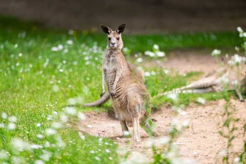 Western grey kangaroo (Macropus fuliginosus) standing on a meadow, Germany