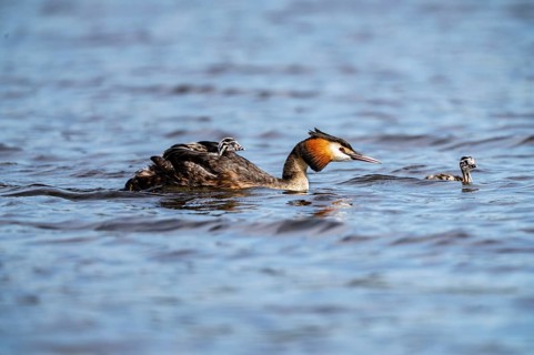 Great Crested Grebe (Podiceps scalloped ribbonfish), with chicks on its back, Vulkaneifel,