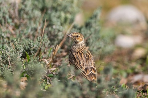 Woodlark or wood lark (Lullula arborea), on a meadow, Pyrenees, Catalonia, Spain