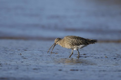 Eurasian curlew (Numenius arquata) adult bird feeding on a mudflat, England, United Kingdom