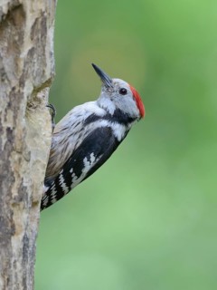 Middle Spotted Woodpecker (Dendrocoptes medius), Lower Saxony, Germany