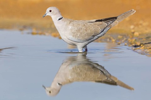 Eurasian collared dove, (Streptopelia decaocto), TTiere, birds, pigeon, pigeon family, Celias