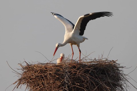 White Stork (Ciconia ciconia) nest, North Rhine-Westphalia, Germany