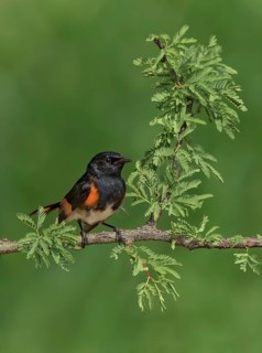 American Redstart (Setophaga ruticilla) male, Texas, USA