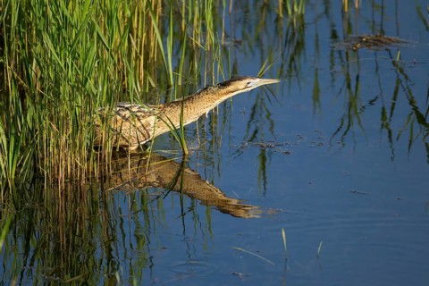 Great or Eurasian bittern (Botaurus stellaris) adult bird hunting in a reedbed lagoon in summer,
