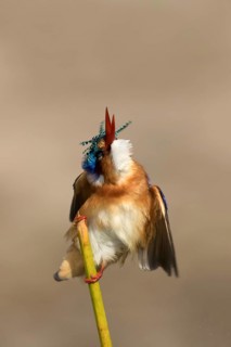Kobalt Ijsvogel, half-collared kingfisher, alcedo semitorquata