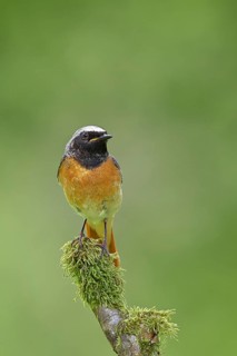 Redstart (Phoenicurus phoenicurus), male on a mossy branch, songbird, wildlife, Siegerland, North