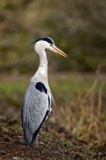 Grey heron (Ardea cinerea), Essen, Ruhr area, North Rhine-Westphalia, Germany